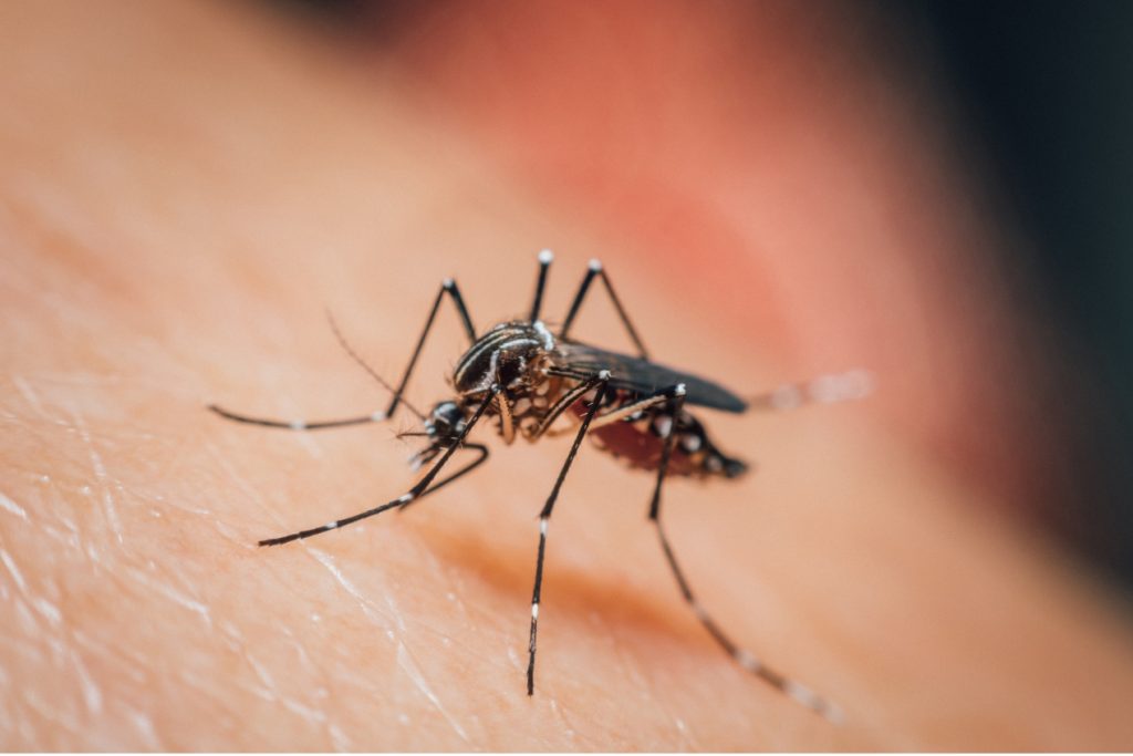 Mosquitos Aedes aegypti, principales transmisores del dengue.