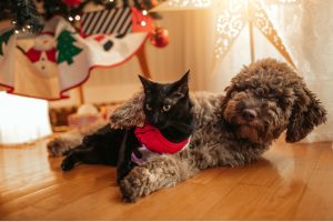 Cuidado consciente para el bienestar emocional de tus mascotas