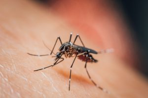 Aumento en casos de dengue en Puerto Rico: Secretario de Salud confirma primera muerte del año